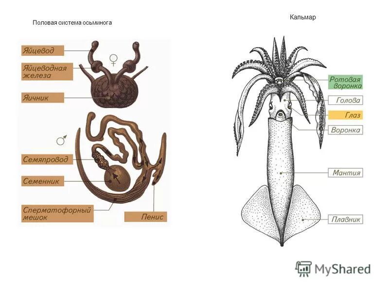 Половая головоногих. Половая система головоногих моллюсков. Система размножения головоногих моллюсков. Строение половой системы головоногих моллюсков. Половая система кальмара.