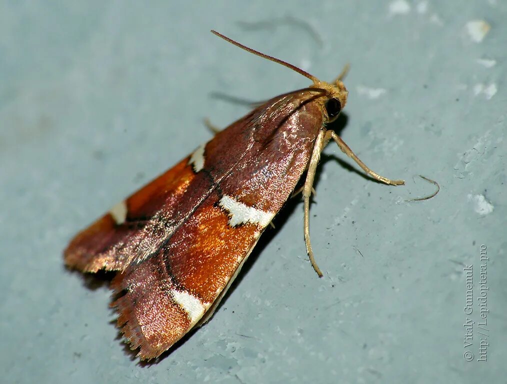 Красная огневка. Красная огневка. Мучная огнёвка (pyralis farinalis). Жук огневка. Огневка трескучая.