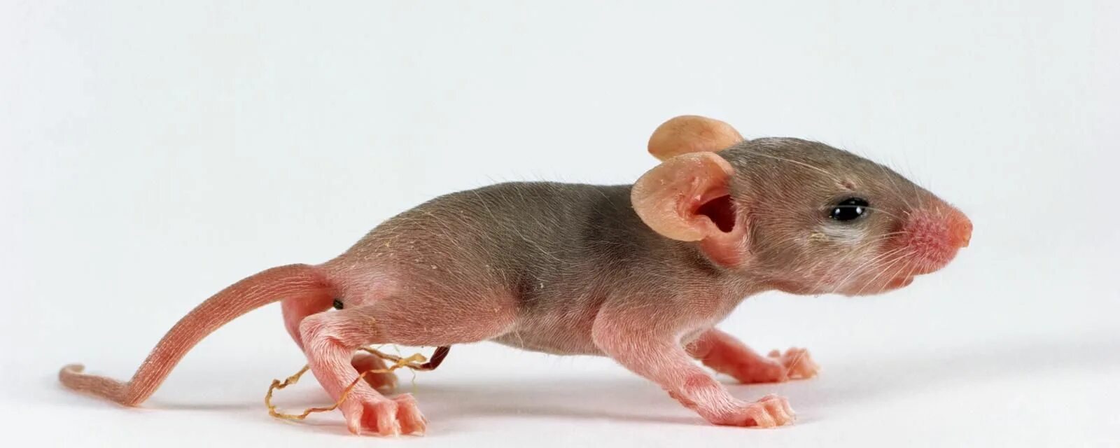 Акомис иглистая мышь. Детеныш мыши. Маленькие крысы.