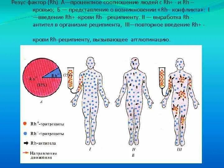 Резус отрицательный кто они. У мужа 1 положительная у жены 2 отрицательная. Отрицательный резус-фактор. Положительный и отрицательный резус. Людей с резус положительной кровью.