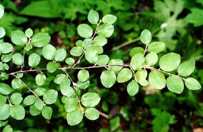 ива матсудана кустарник. дерево с мелкими листьями. самшит балеарский buxus balearica. вяз мелколистный гейша. секуринега полукустарниковая молочайные.