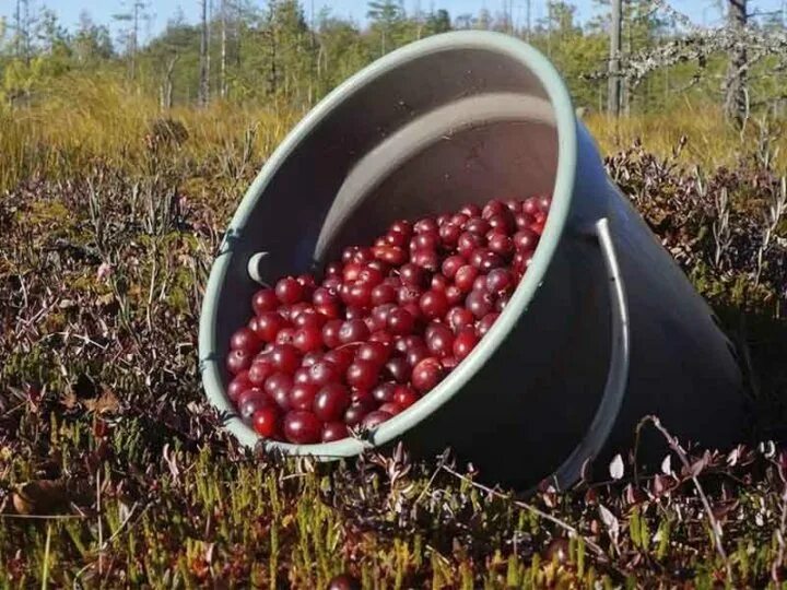 Клюква в белоруссии. Сбор клюквы. Клюква при простатите. Брусника в лотке. Комбайн для сбора клюквы своими руками.