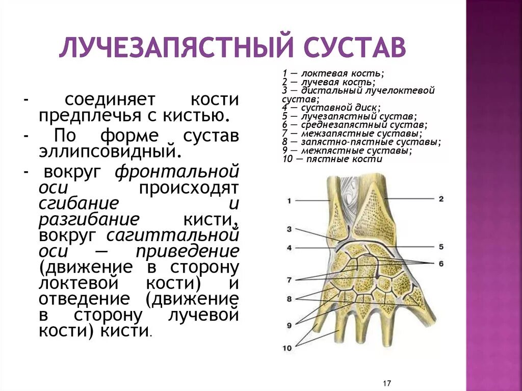 Кости кисти лучезапястный сустав анатомия. Лучезапястный сустав кости образующие сустав. Строение лучезапястного сустава кости. Дистальный лучелоктевой сустав латынь. Кости предплечья соединение