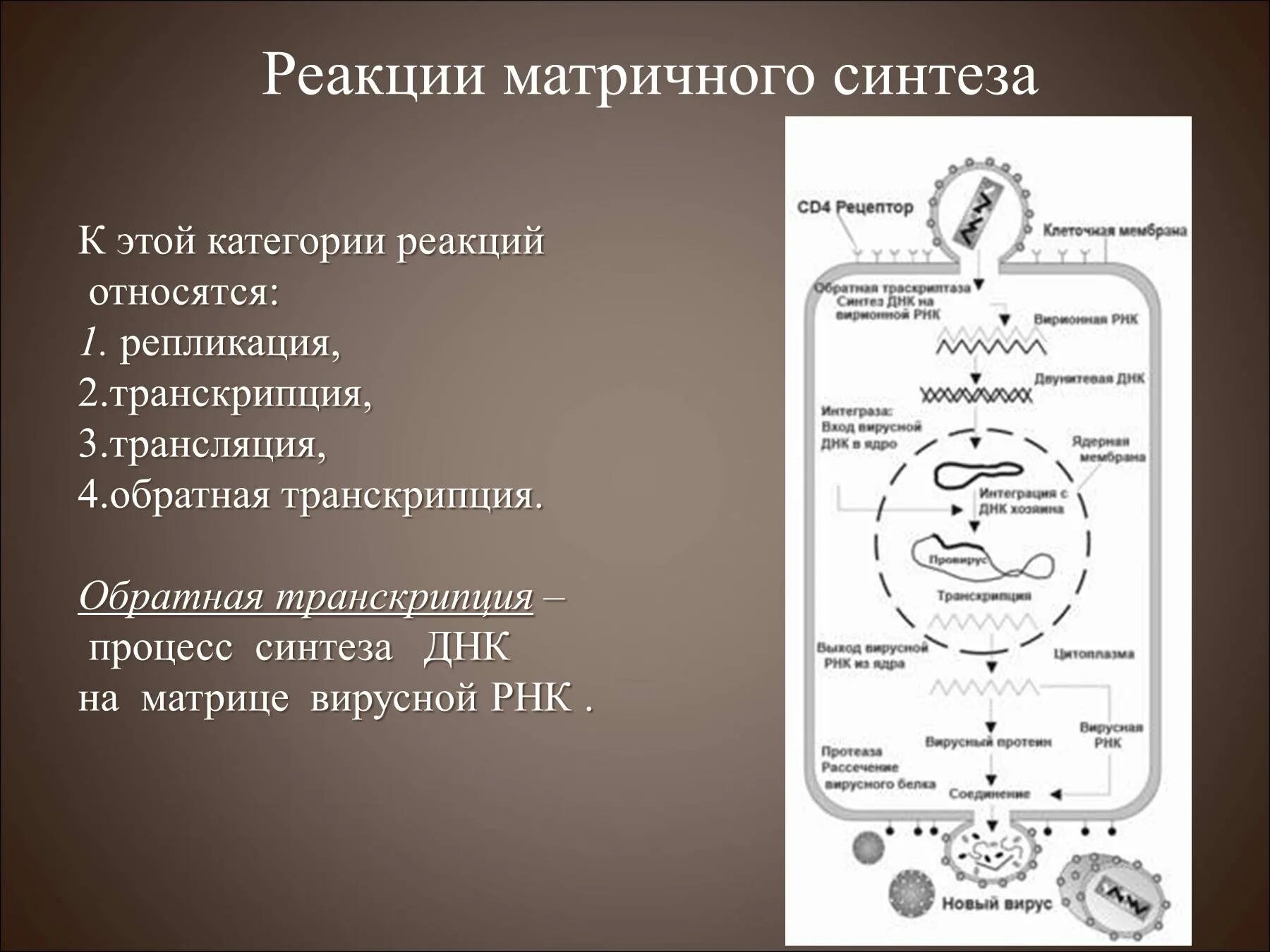 Биосинтез днк реакция. Реакции матричного синтеза репликация транскрипция трансляция. Матричный Синтез реакций биосинтеза. Матричный Синтез, реакции матричного синтеза.. Реакции матричного синтеза Синтез белка.