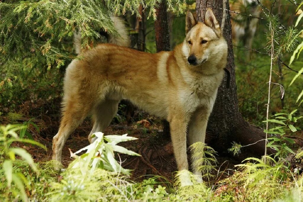 Охотничья западно сибирская лайка. Сибирская охотничья лайка. Западносибирская лайка западносибирская лайка. Западносибирская лайка лайки. Лайка волкодав сибирская.