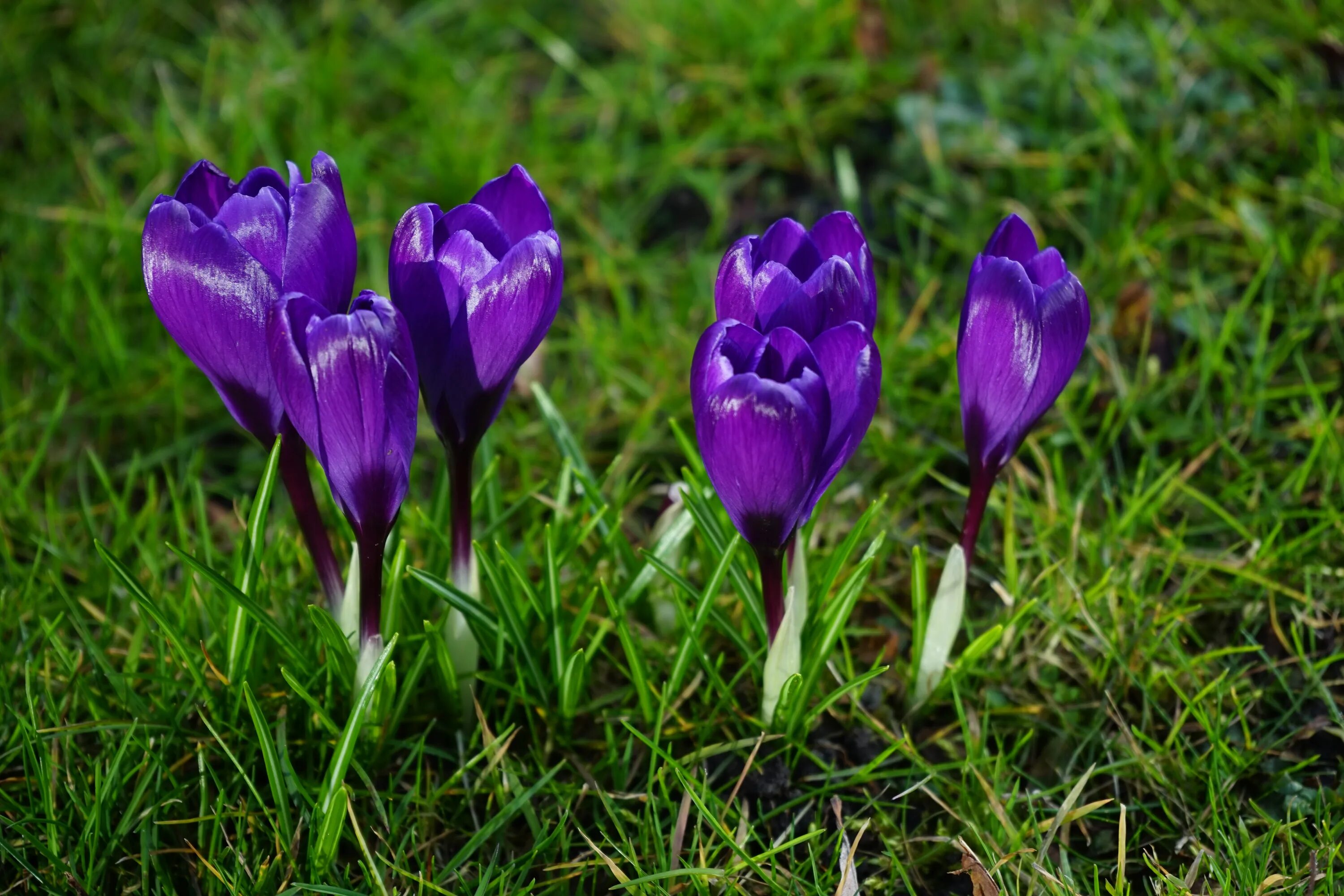 Крокус Barr's Purple. Крокус дикий цветок. Крокусы бордовые. Куртины крокусов.