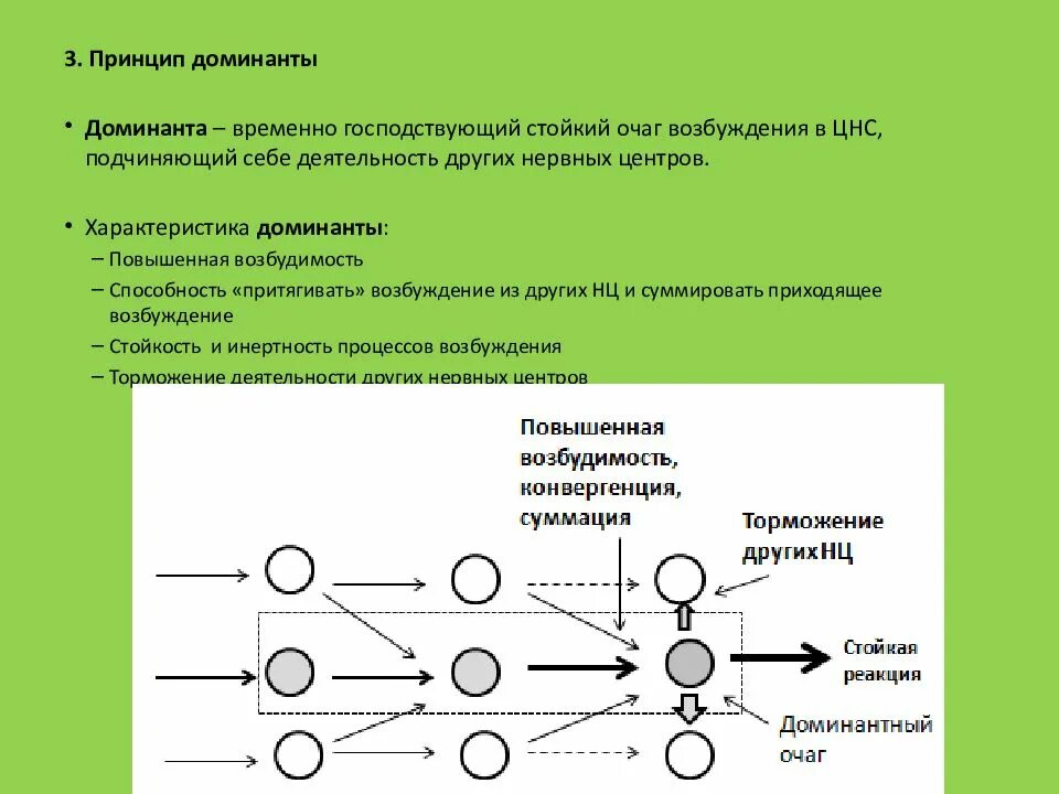 Доминанта Ухтомского физиология. Принцип Доминанты физиология. Доминанта физиология ЦНС. Механизм Доминанты физиология. Фактор доминирования