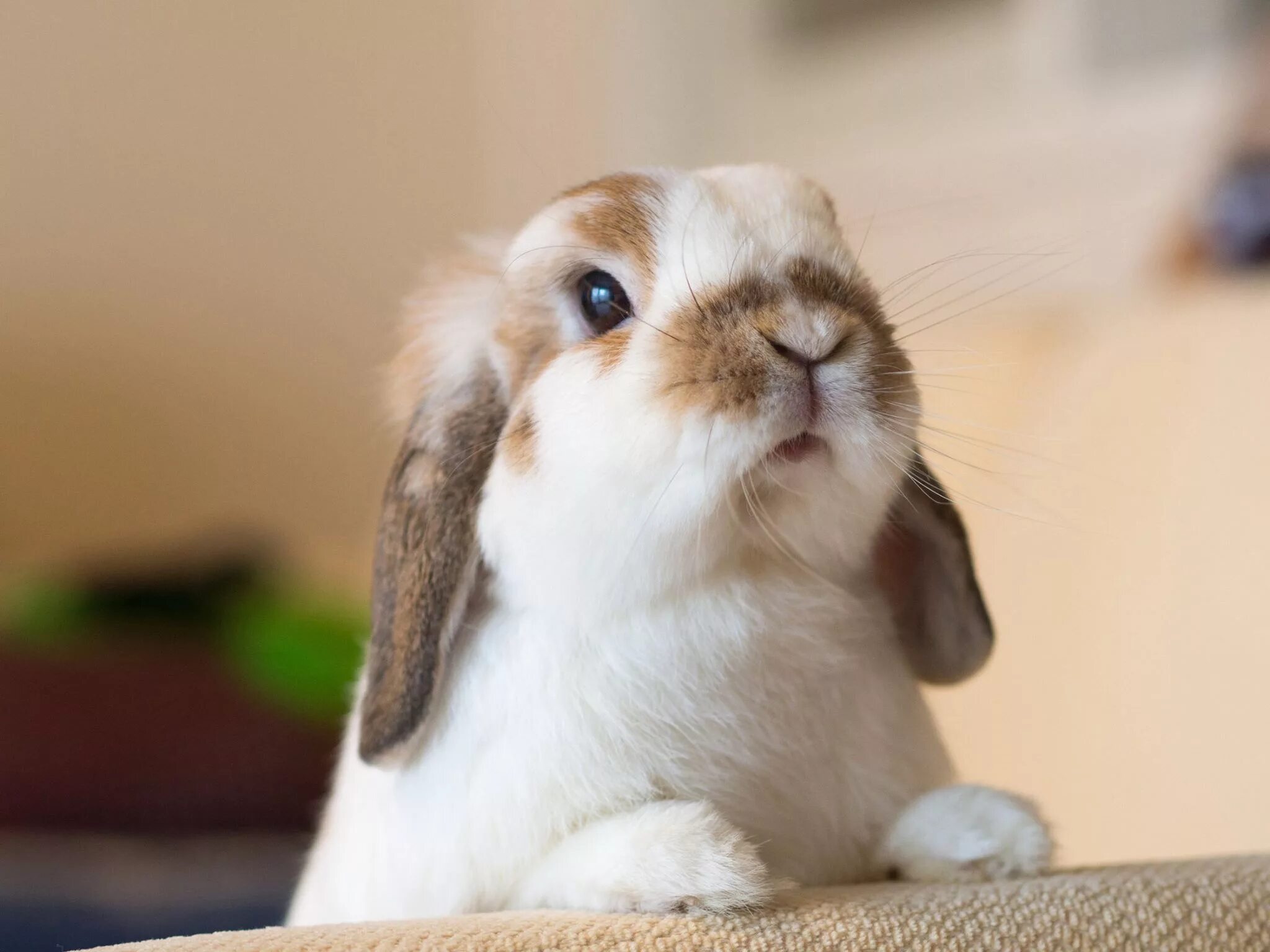 Кролик картинка. Кролик вислоухий мордашка. Милый кролик. Красивые кролики. Кролик с длинными ушами.