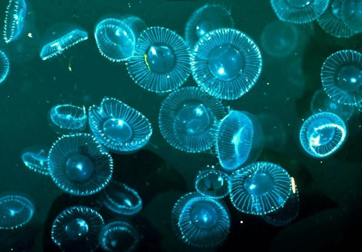 Биолюминесценция медузы Aequorea. Светящийся океан биолюминесцентный фитопланктон. Медуза планктон. Биолюминесценция фитопланктона.