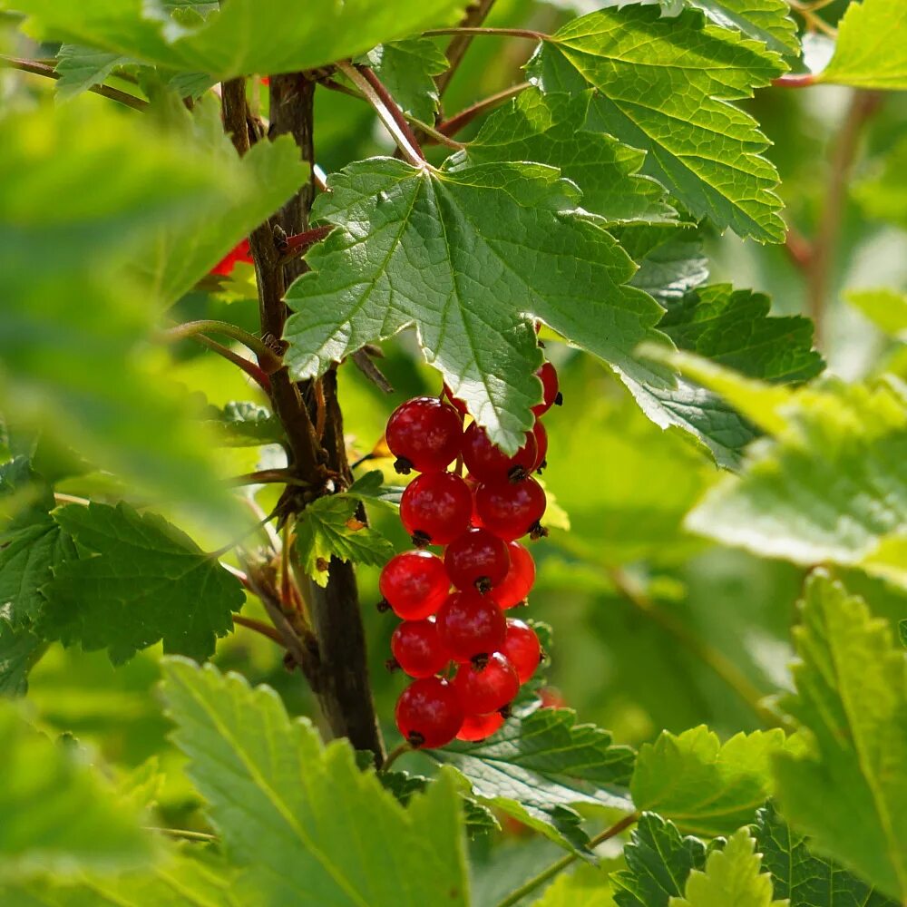Смородина красные листья что это. Смородина красная - ribes rubrum. смородина моховка. смородина двуиглая морошка. смородина таранушка.