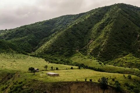Курахи