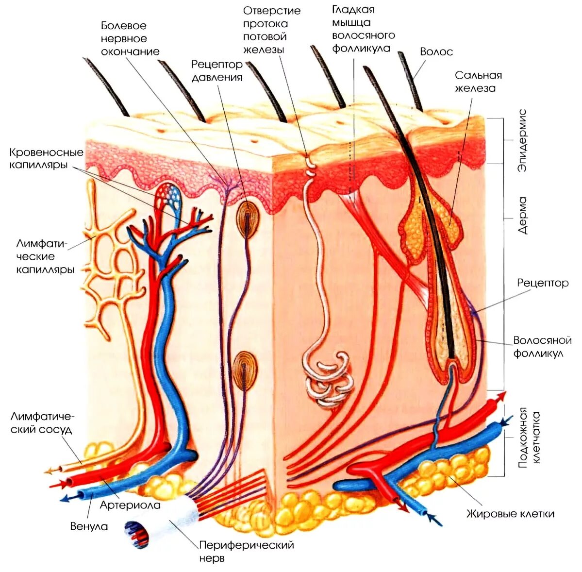 В каком слое расположены сальные железы. Дерма потовая железа кожа. Дерма эпидермис анатомия. Гиподерма сальная железа нерв волос эпидермис потовая железа. Дерма потовая железа кожа клетки.