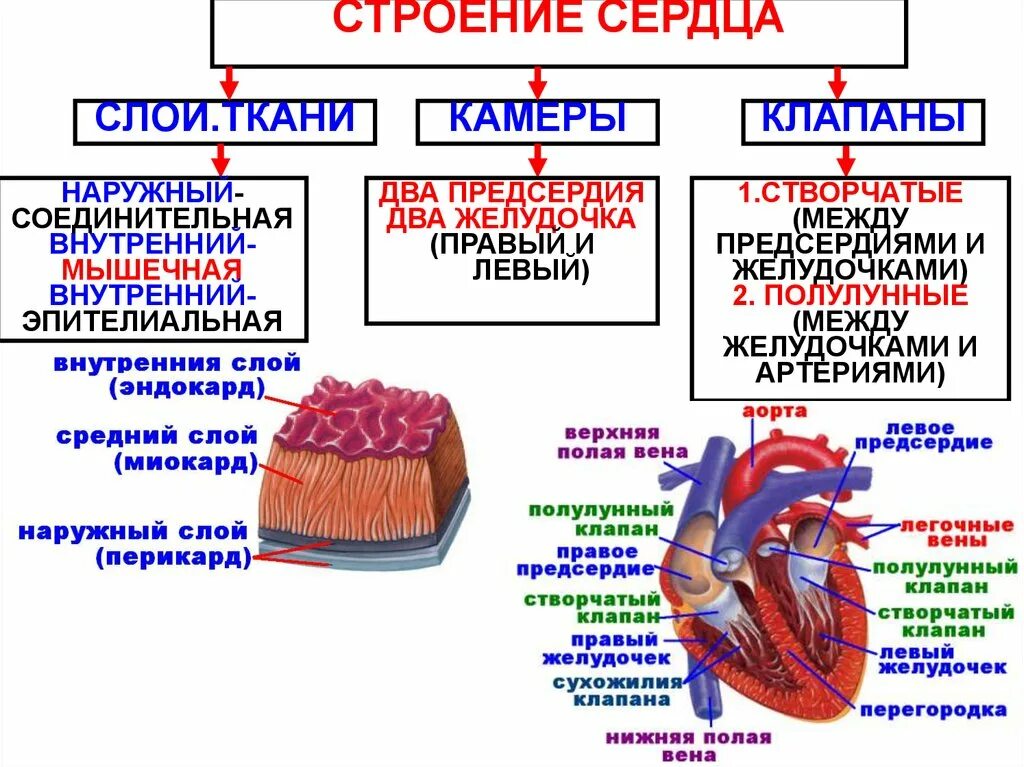 Стенки предсердий и желудочков. Строение сердечной мышцы анатомия. Строение сердца 3 слоя. Строение стенки сердца анатомия схема. Строение стенки сердца миокард.