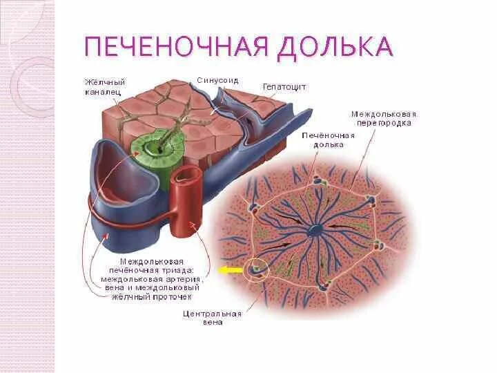 Функциональная единица печени. Структурно-функциональная единица печени печеночная долька. Строение печеночной дольки гистология. Строение дольки печени анатомия. Схема печеночной дольки анатомия.