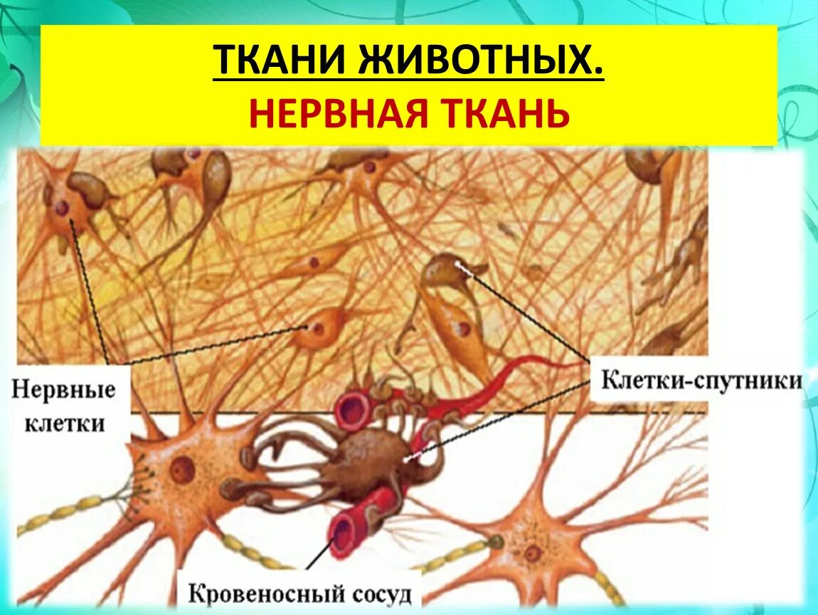 5 тканей животных. Нервная ткань животных. виды нервной ткани животных. нервная ткань животных 5 класс. нервная ткань животных рисунок.