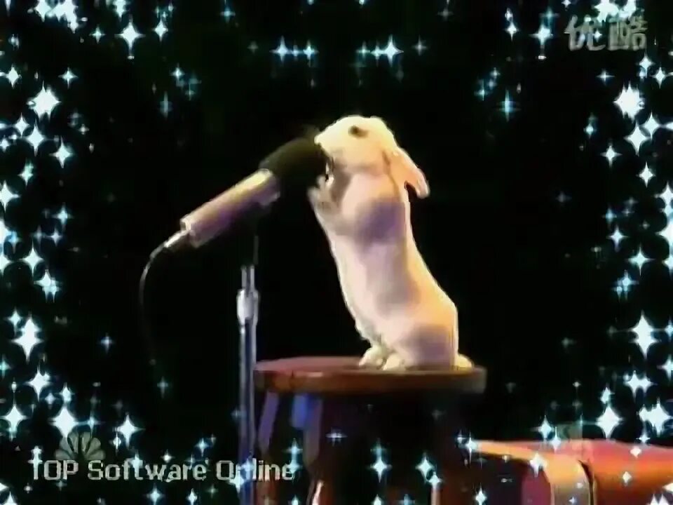 Singing rabbit. Кролик поет. Заяц с микрофоном. Кролик с микрофоном. Зайчик с микрофоном.