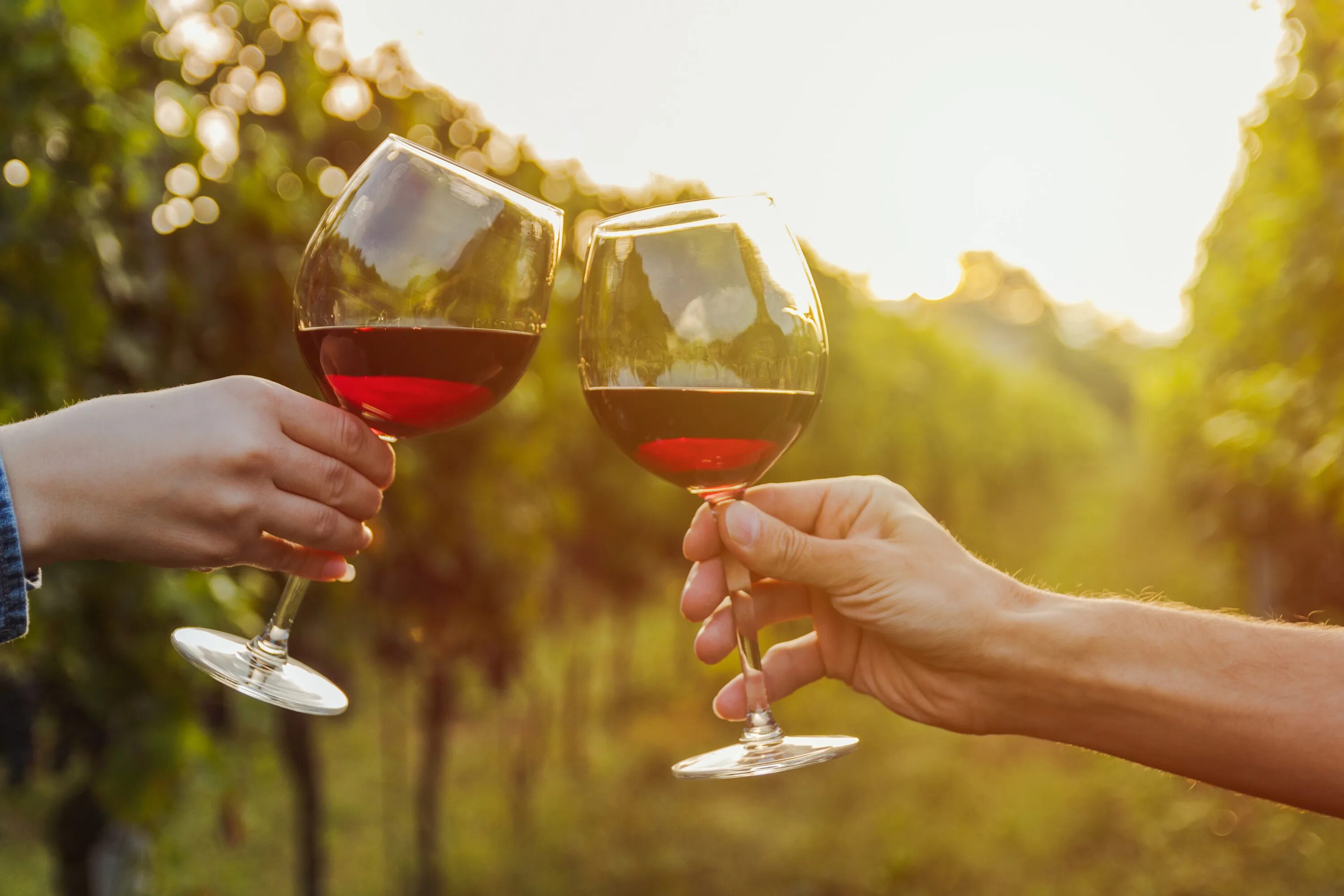 Вино в жизни человека. Чокаются бокалами. Бокал красного вина. Бокал вина виноградник. Два бокала вина.