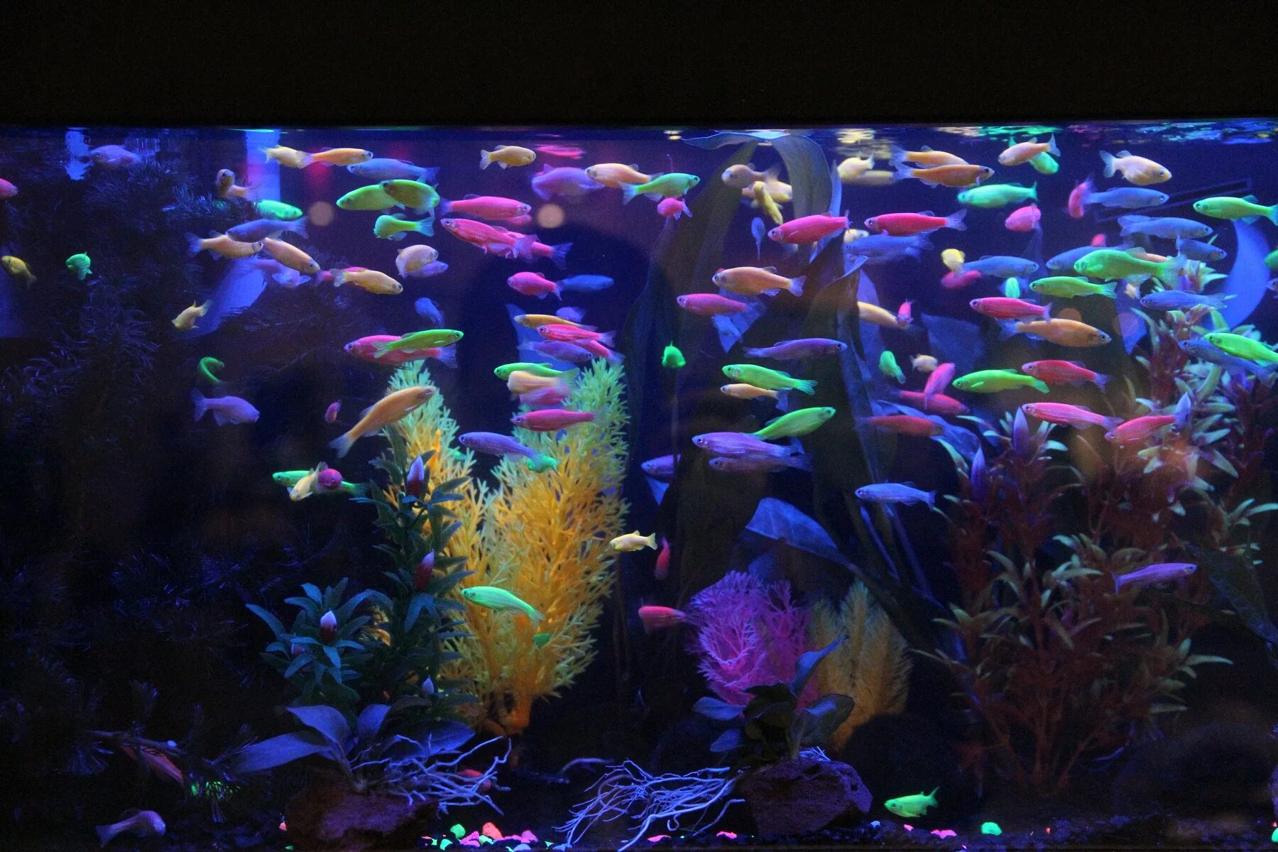 аквариум (fish tank) 2009. светящиеся аквариумные рыбки. светящиеся аквариумные рыбки. светящиеся аквариумные рыбки. рыбки светящиеся в темноте.