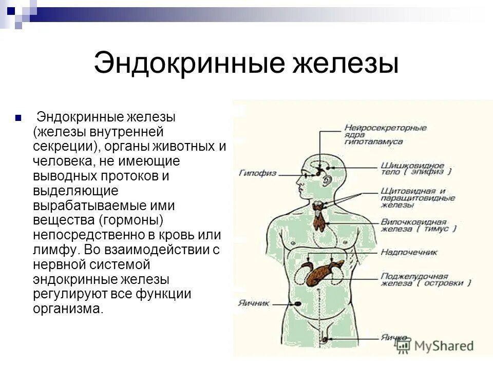 Характеристика желез организма человека. Функции гормонов желез внутренней секреции. .Система желез внутренней секреции. Функции. Гормоны выделяются железами внутренней секреции. Эндокринная система железы внутренней секреции схема.