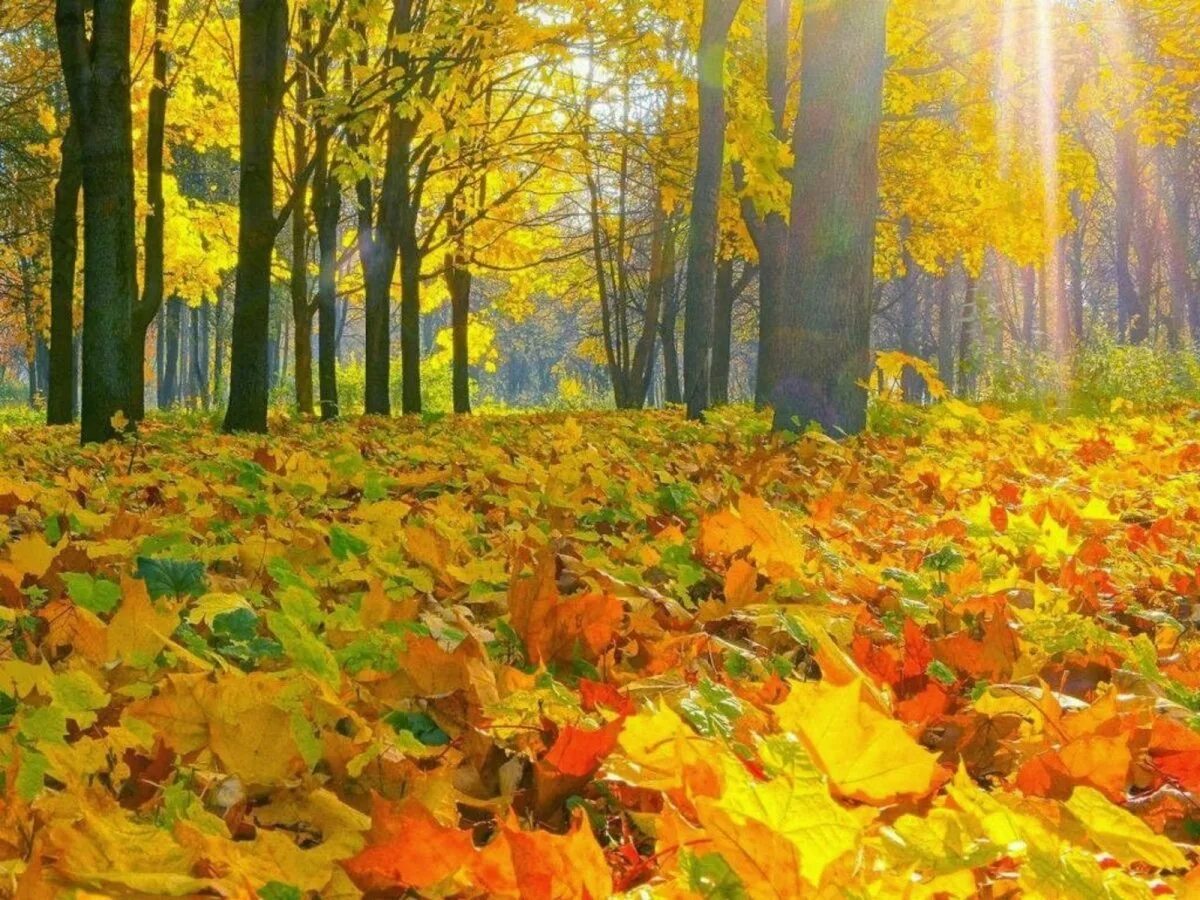 Осень. Листопад в лесу. Осенний листопад. Осенний листопад в саду. Осеннее богатство