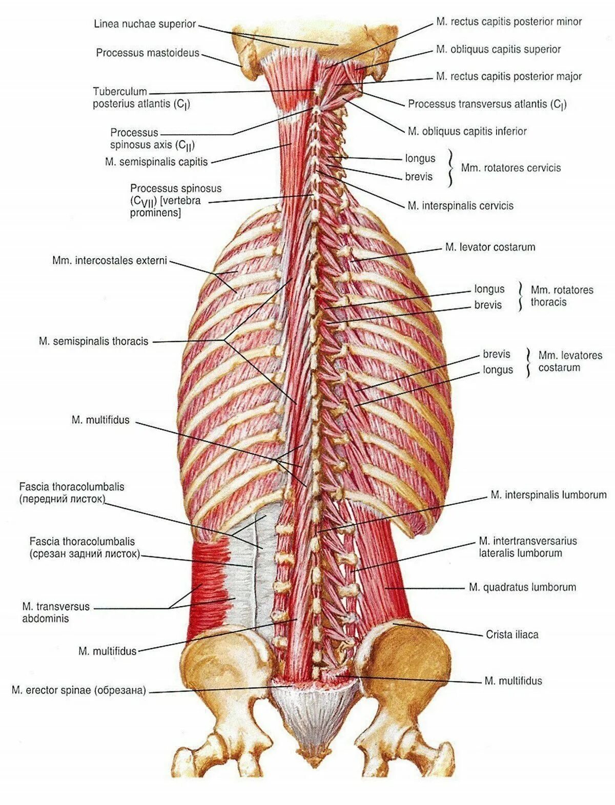 Глубокие мышцы спины, глубокий 3 слой. Строение мышц спины поясницы. Крестцово остистая мышца анатомия. Мышцы спины Неттер. Части поясницы