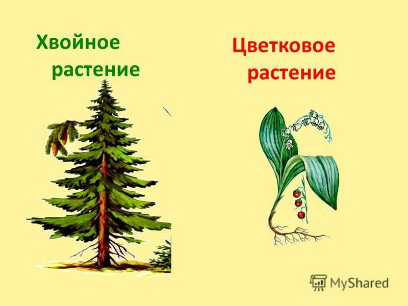 Порядки хвойных. Хвойные и цветковые растения. Названия хвойных и цветковых растений. Хвойные и цветковые растения 3 класс. Хвойные и цветковые растения 2.