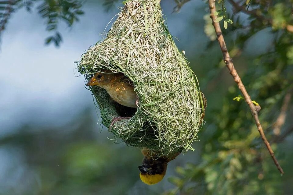 Home bird. Bird Home. Beauty Nest. Home for Birds. Nest desktop.