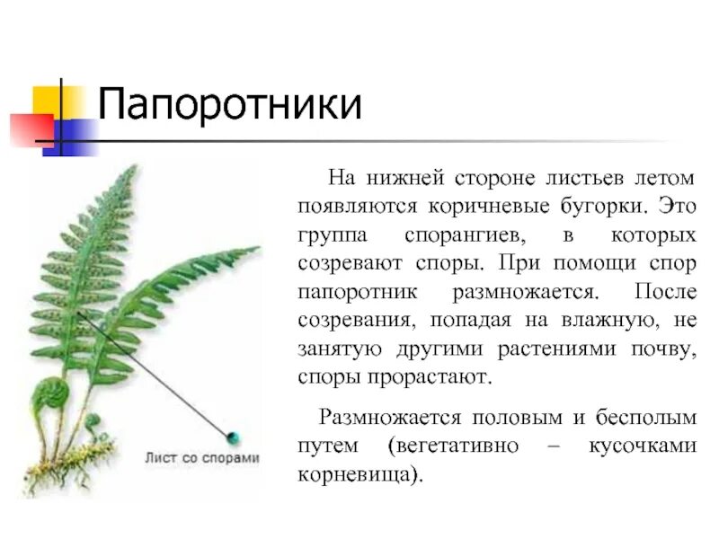 Функция выполняемая спорами