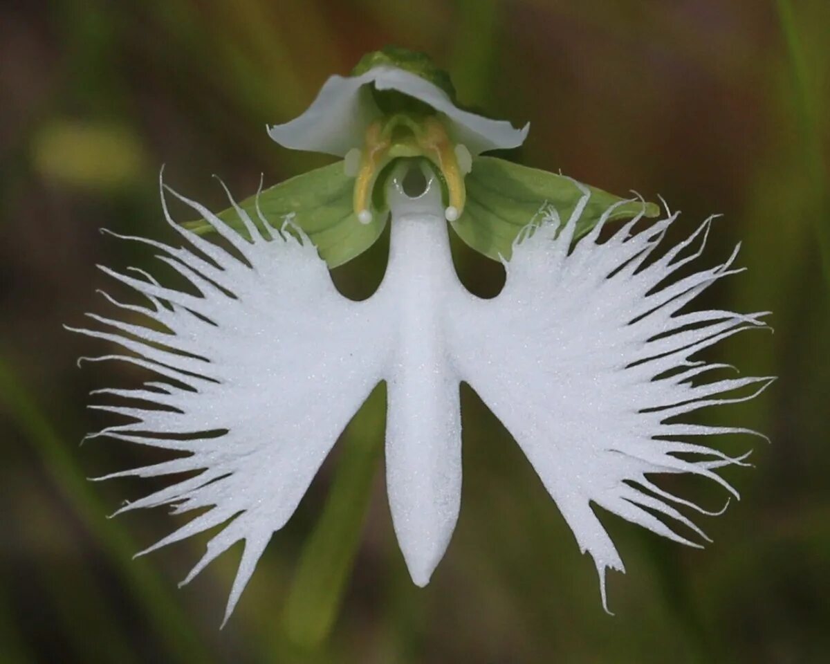 Хабенария Радиата. Хабенария Радиата цветок. Орхидея «большая белая цапля» (Habenaria Radiata). Орхидея хабенария Радиата.