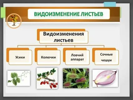 Видоизменение органа листа