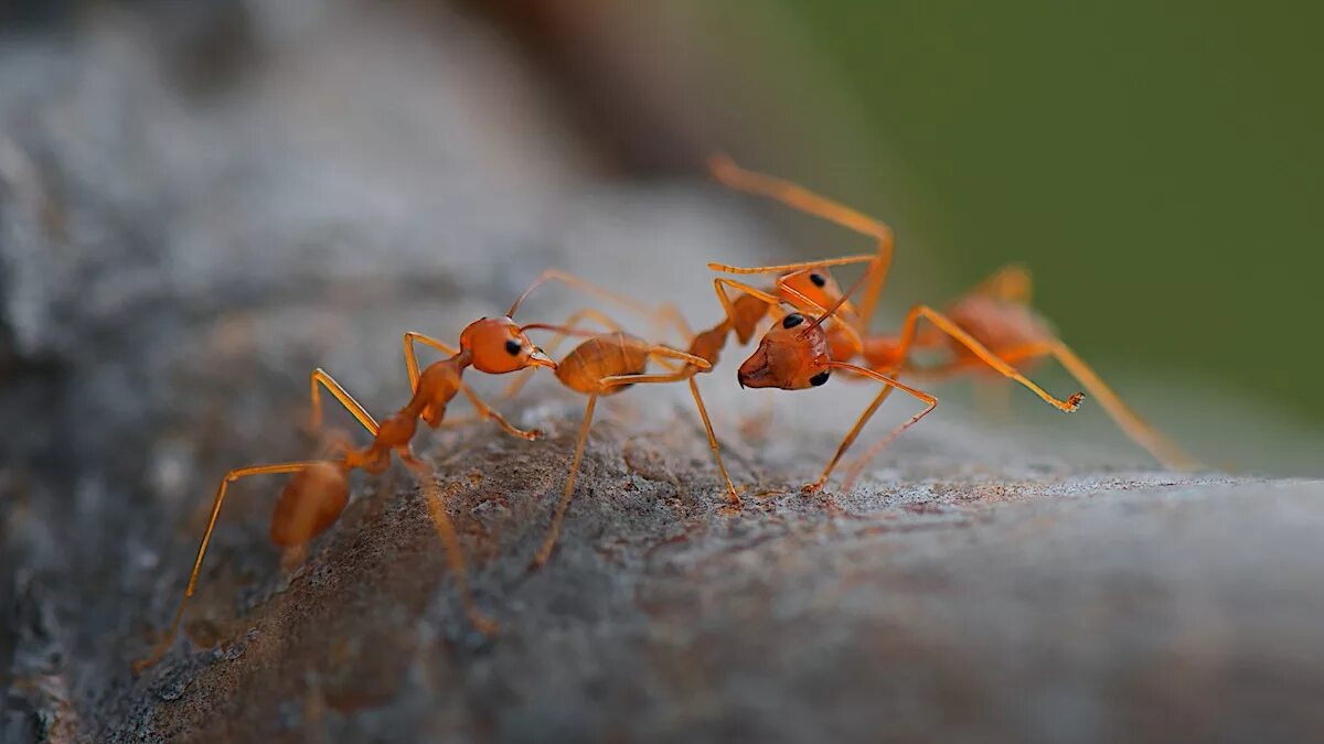 Маленькие оранжевые муравьи. Citronella муравьи. Orange ants. Orange ants. Муравьиная матка.