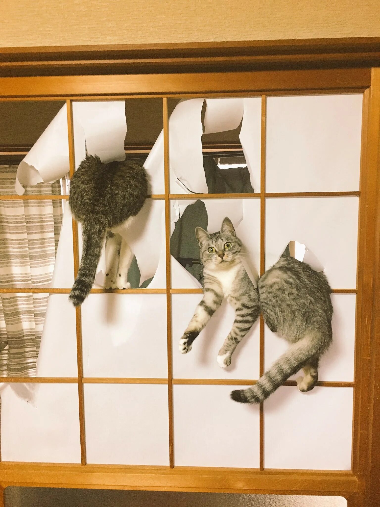 Коты портят. Котики и японские двери. Кот хулиган. Кошки шкодят. Коты хулиганят.