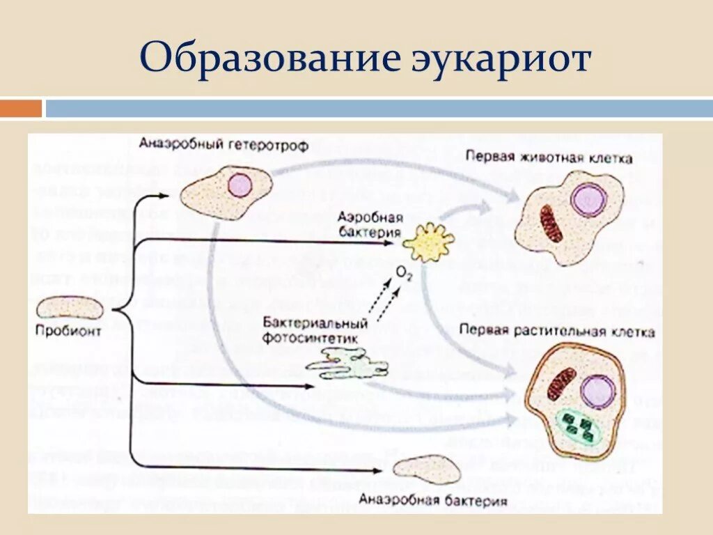 Схема симбиотического образования эукариотических клеток. Схема симбиотического образования эукариотической клетки. Схема симбиотического возникновения эукариот. Образование эукариотической клетки схема. Появление эукариотических организмов