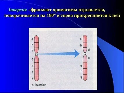 Поворот хромосомы на 180 это