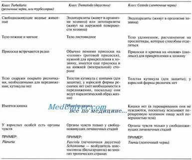 Характеристика червей плоские круглые кольчатые