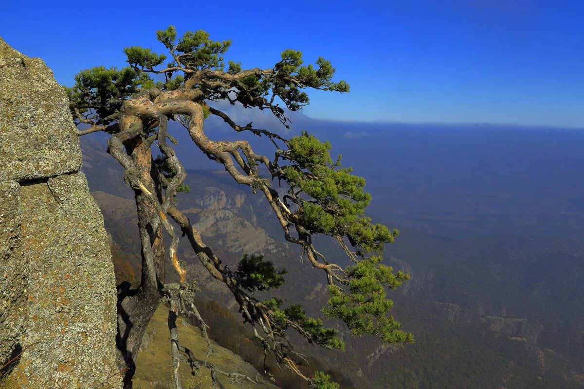 деревья растущие на скалах. дерево на скале. дерево на камне. баевская каменная сосна. деревья растущие на скалах.