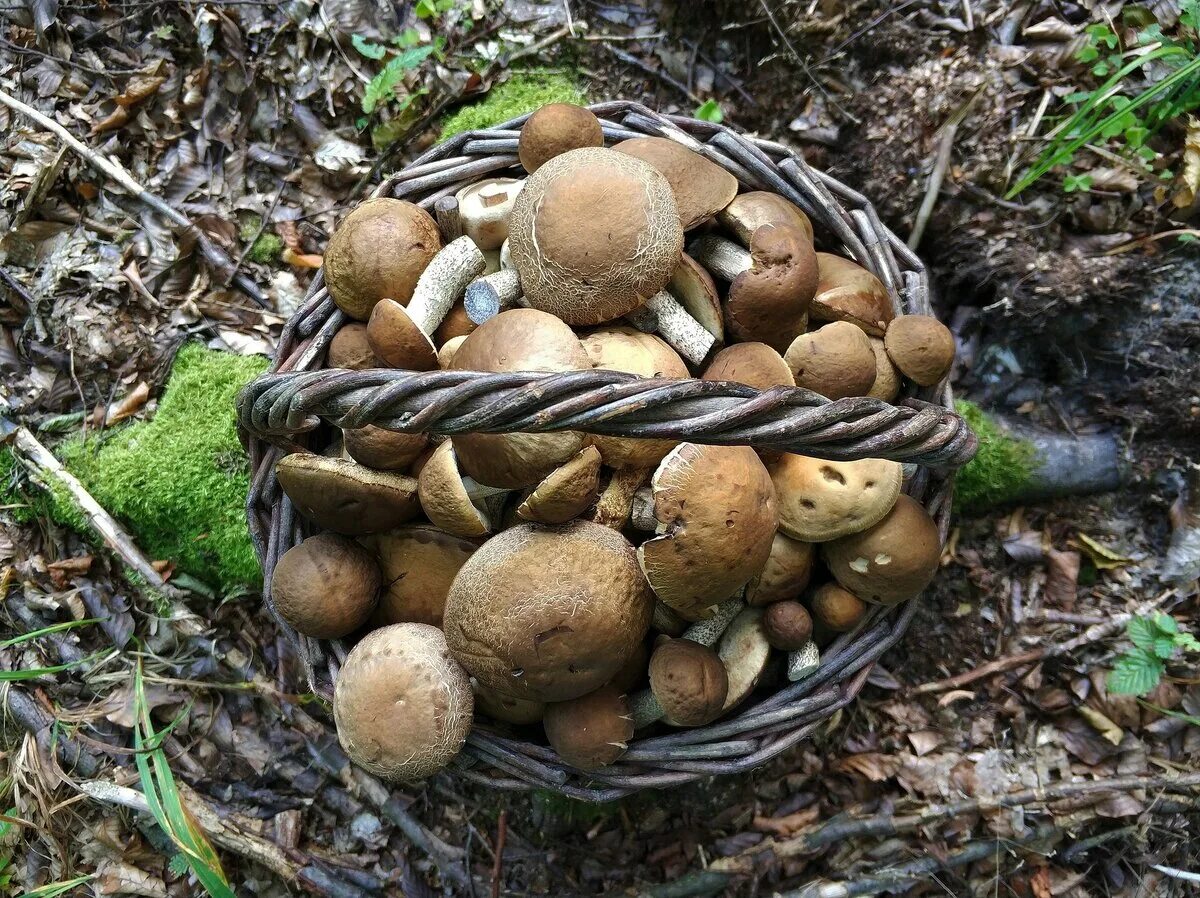 Посеять грибы. Грибы в Карелии. Сбор грибов в Карелии. Вырастил белые грибы. Высадка грибов в лесах.