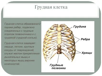 Сколько пар ребер к грудине