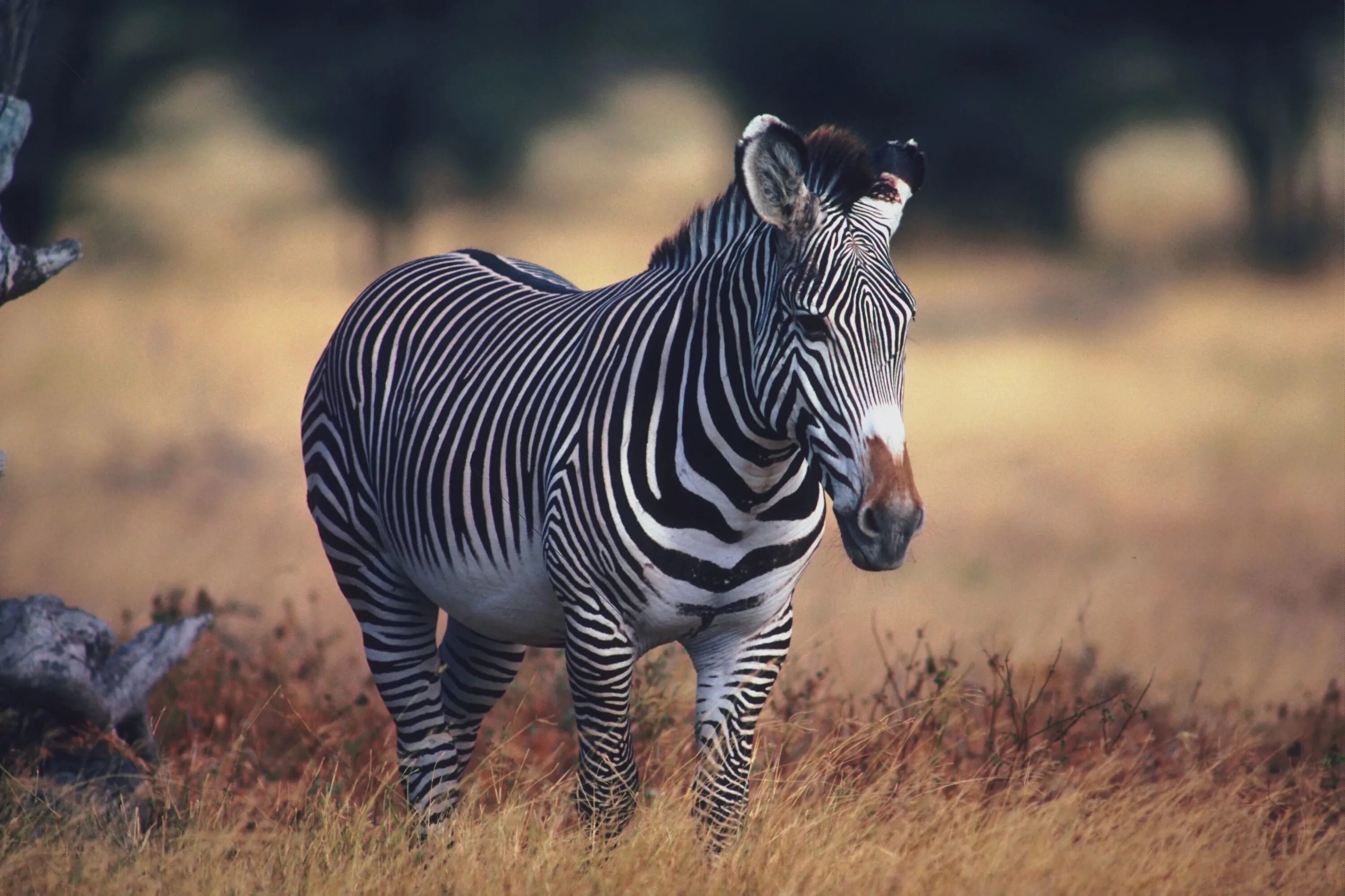 Image animals. Image animals