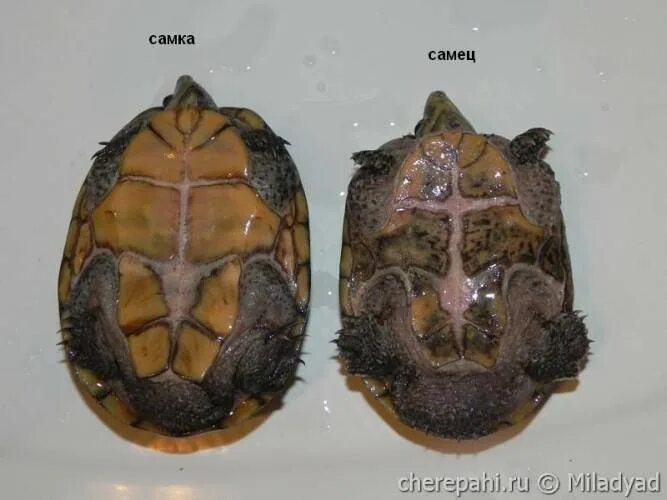 Как отличить красноухих. Панцирь красноухой черепахи. Красноухая черепаха самец и самка. Красноухая черепаха самец. Пластрон красноухой черепахи.