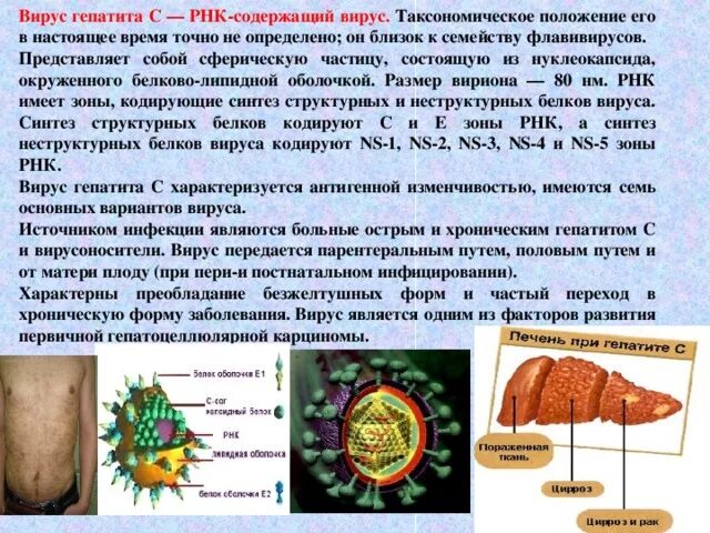 РНК содержащие вирусы гепатита. РНК вируса гепатита с. Вируса гепатита в РНК вирус. Расшифровка РНК вируса гепатита с.