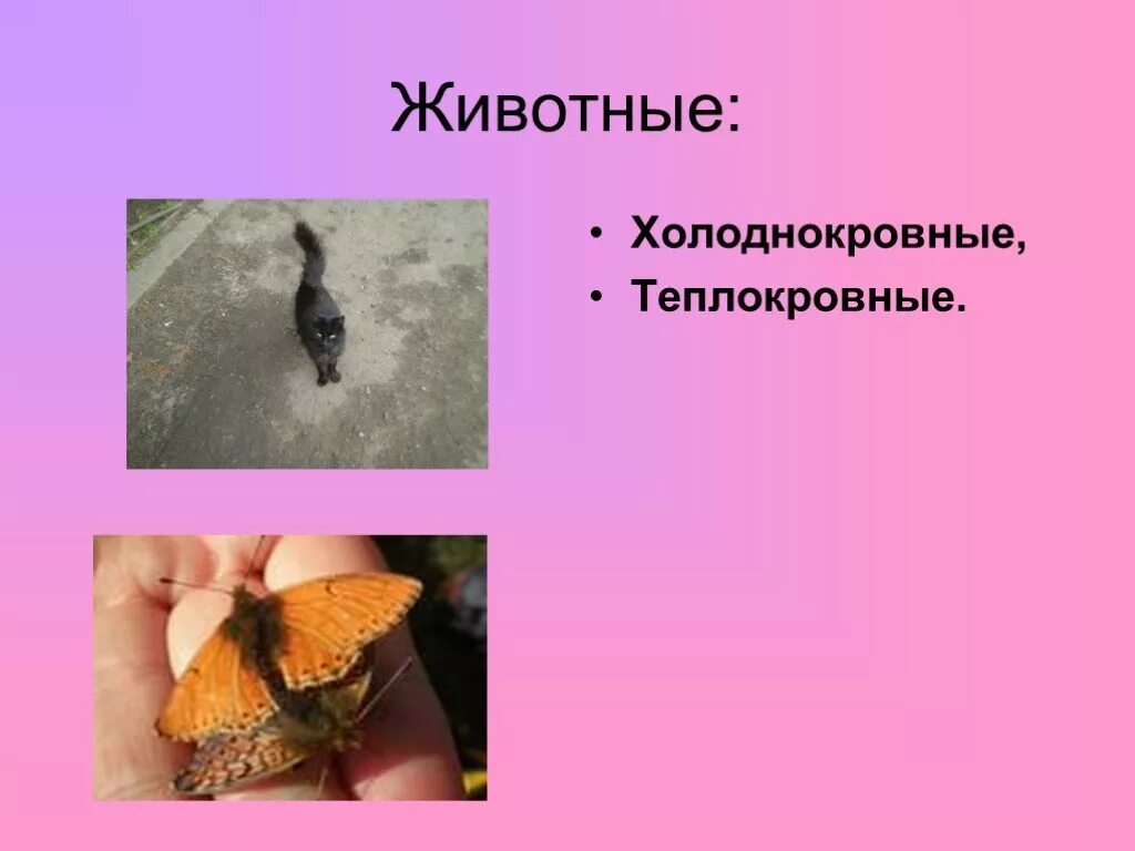 Почему млекопитающие теплокровные животные. Теплокровные животные. холоднокровные и теплокровные животных. теплокровные животные презентация. бабочки теплокровные или холоднокровные.