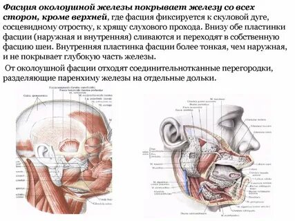 Анатомия околоушной железы