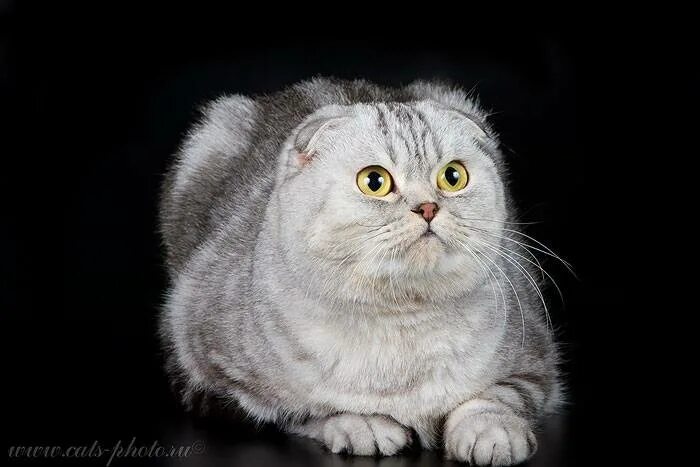 Рассказ про породу кошек шотландская вислоухая. Цвет шерсти шотландских кошек. Интересные факты о шотландских кошках. Первая шотландская кошка сьюзи фото. Интересные факты о шотландских кошках.