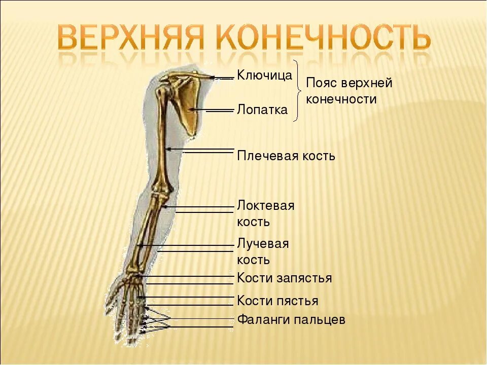 Сколько конечностей верхних конечностей. Скелет пояса верхних конечностей (плечевого пояса). Строение костей верхней конечности. Строение пояса верхних конечностей человека. Перечислите кости составляющие скелет верхней конечности.