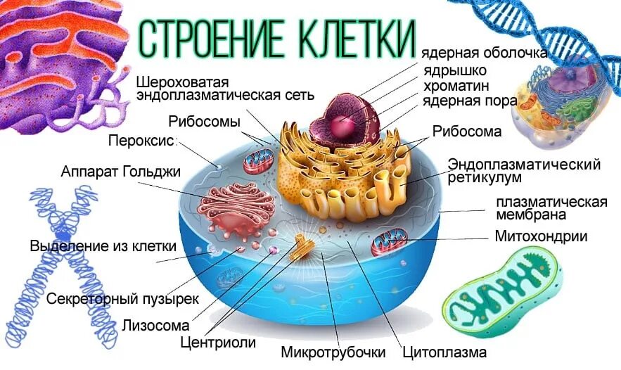 Жизненные функции клеток