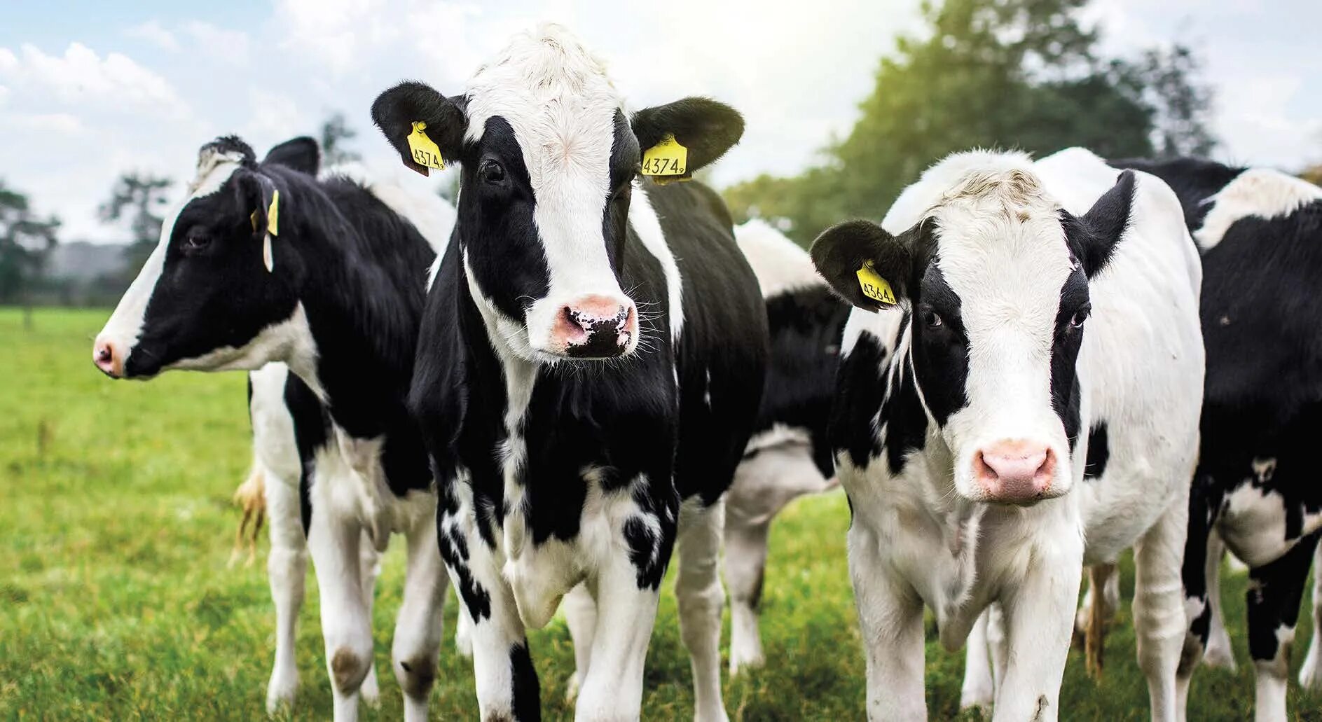 Ростов коров дойных. Ростов коров дойных. Цеха для молочных коров. Доильный зал карусель. Куребино серебряные пруды ферма роста.