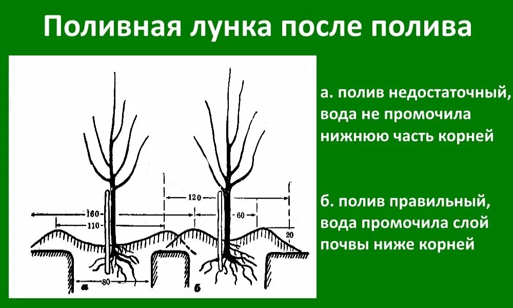 Как посадить саженец яблони весной в грунт. Схема посадки саженца яблони. Схема посадки саженцев яблони. Посадка яблони весной саженцами. Правильная посадка саженцев яблони.