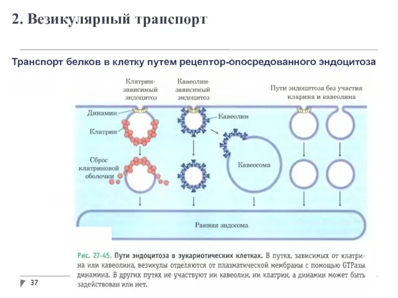 Белковый транспорт. Везикулярный транспорт. Везикулярный транспорт белков. Везикулярный транспорт клетки. Эндоцитоз биохимия.