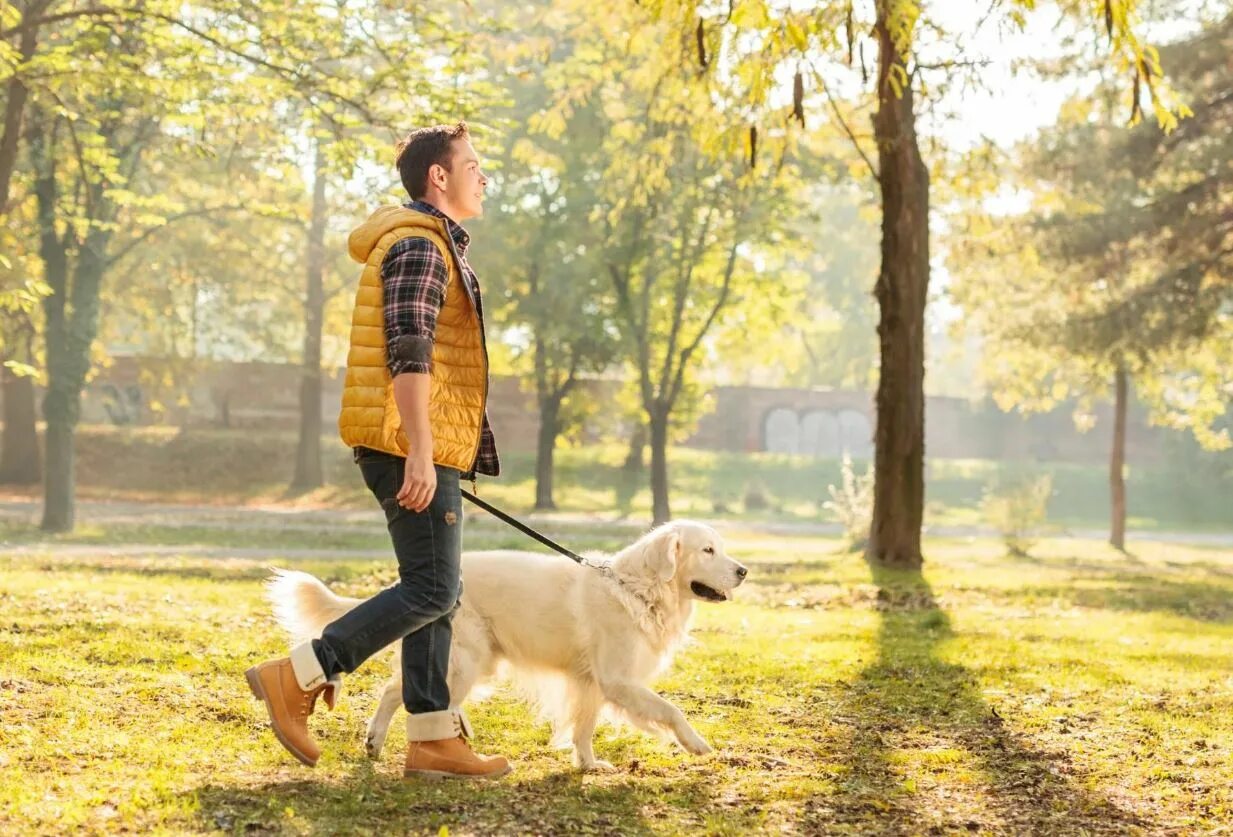 He walks in the park. Прогулка с собакой. Прогулка с собакой в парке. Люди гуляют в парке. Человек гуляет с собакой.